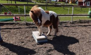 Shetlandponys